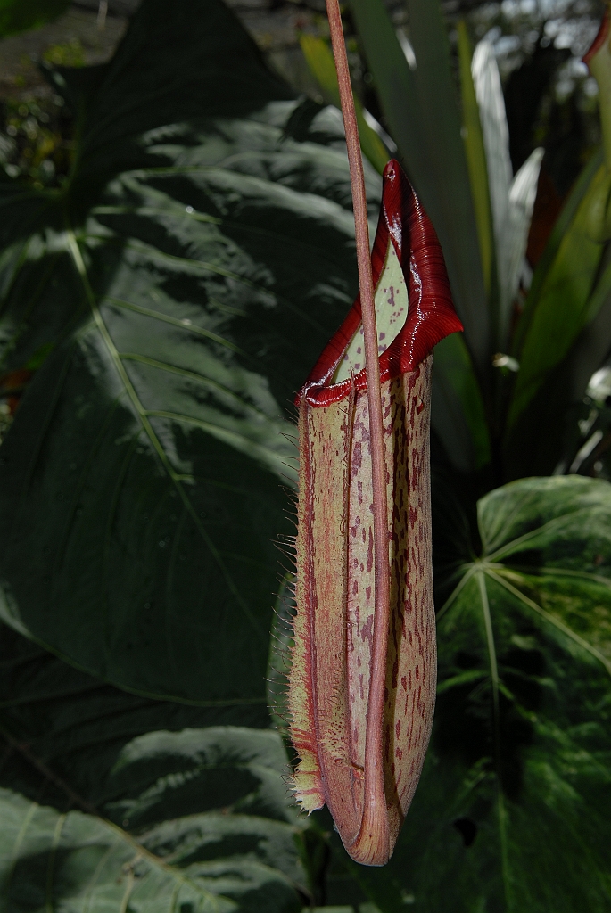 0217 Cairns Botanic Gardens.jpg